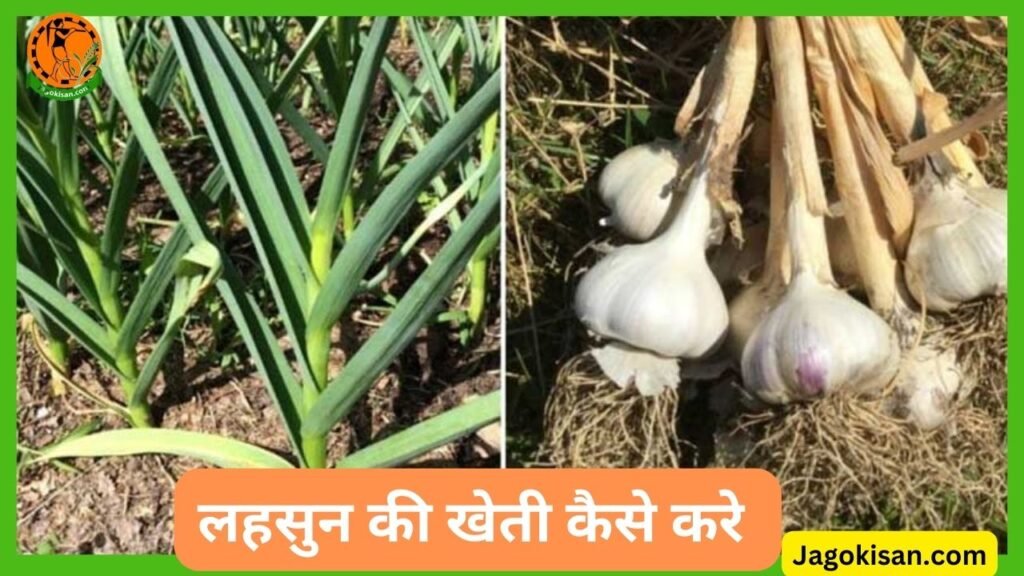 Lahsun Ki Kheti Garlic Farming In Hindi