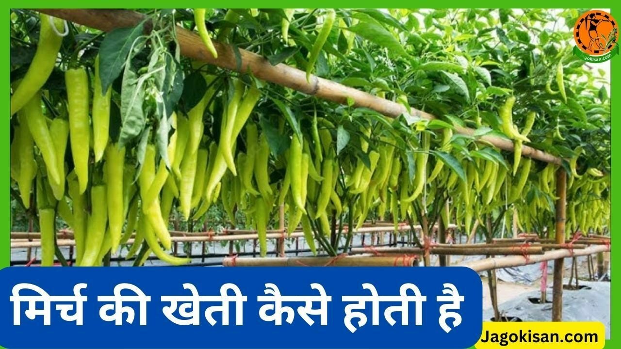 Mirch ki kheti