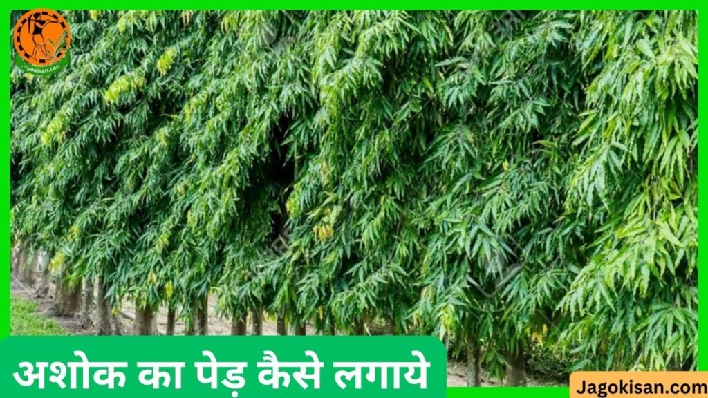 Ashok Ki Kheti 2024 Ashok Ka Ped Kaise Hota Hai Ashok Tree Plant