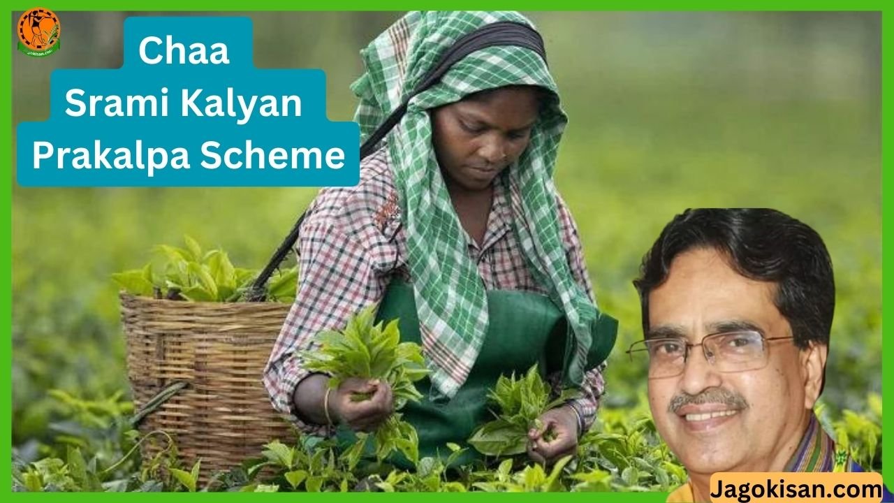 Mukhyamantri Chaa Srami Kalyan Prakalpa Scheme