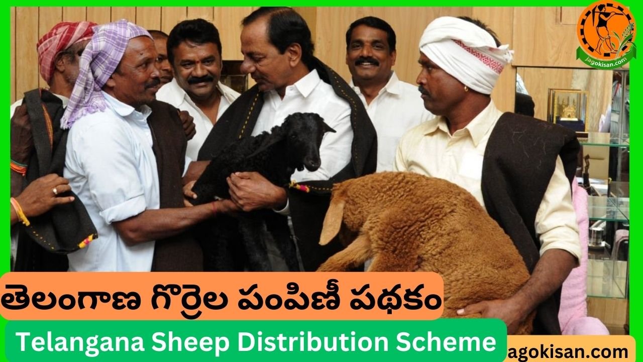 Telangana Sheep Distribution Scheme