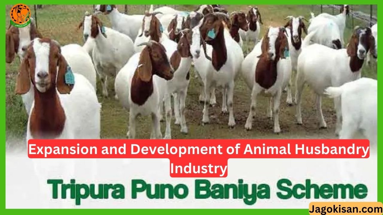 Tripura Puno Baniya Scheme