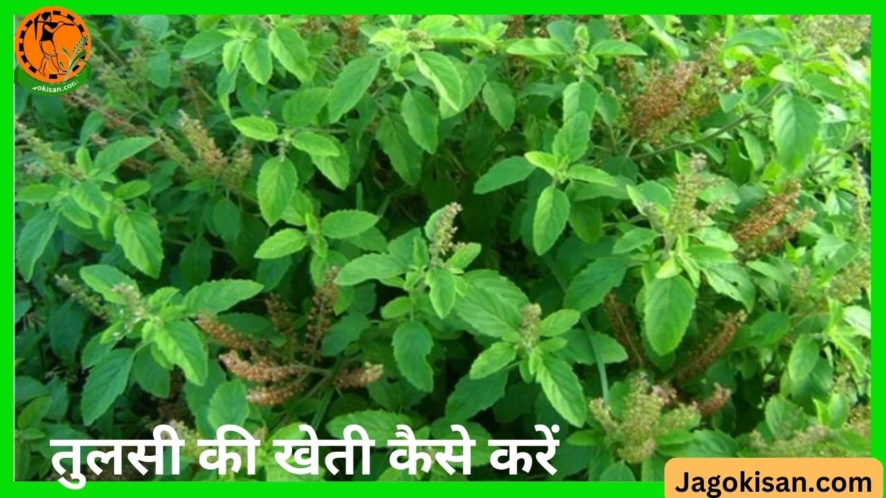 Tulsi ki kheti